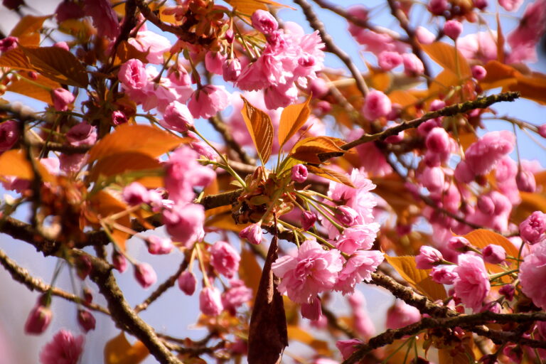 Hanami_-_Sakura_festival_Japan_01