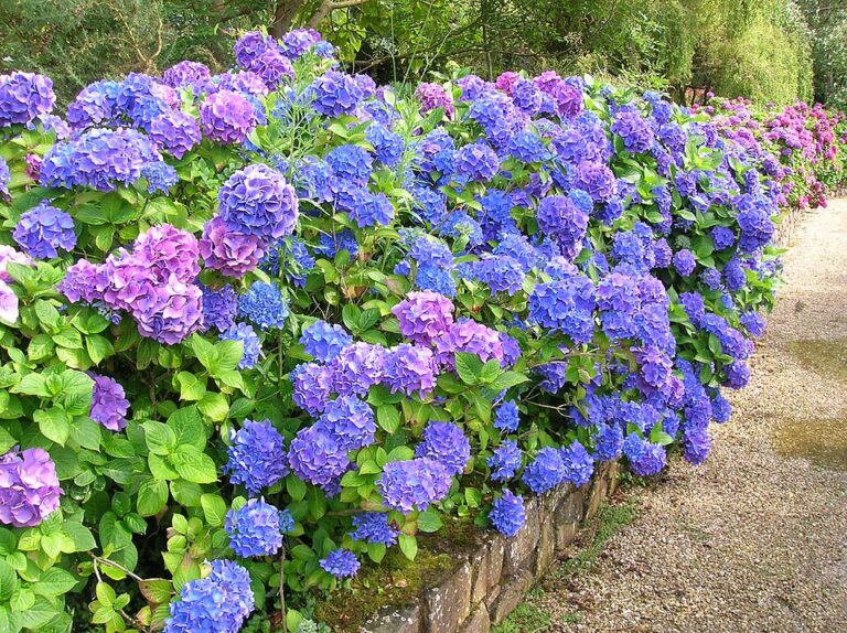 200707_x_Hortensia_01