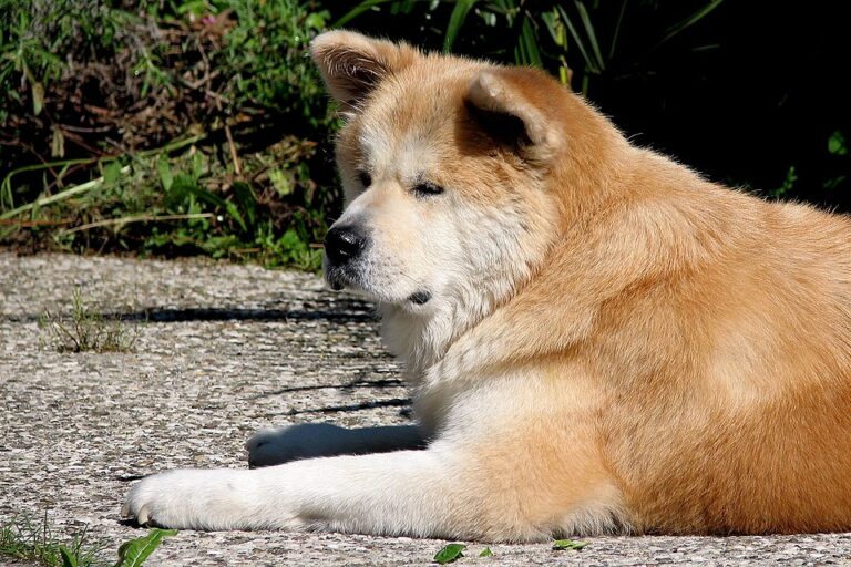 Akita_Inu