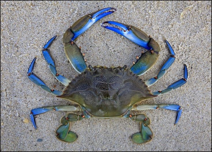 Japão vai restringir pesca de caranguejo gazami à noite em Chiba