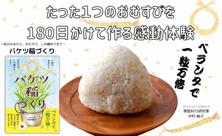 Cultivo de Arroz em Balde - 01