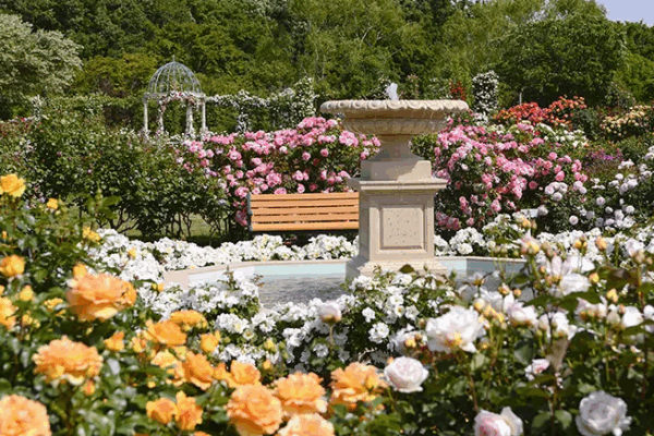 Os melhores jardins de rosas do Japão para visitar em 2025