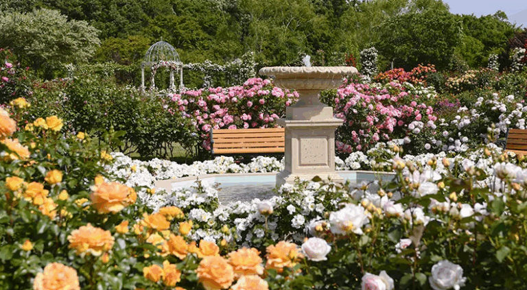 Os melhores jardins de rosas do Japão para visitar em 2025