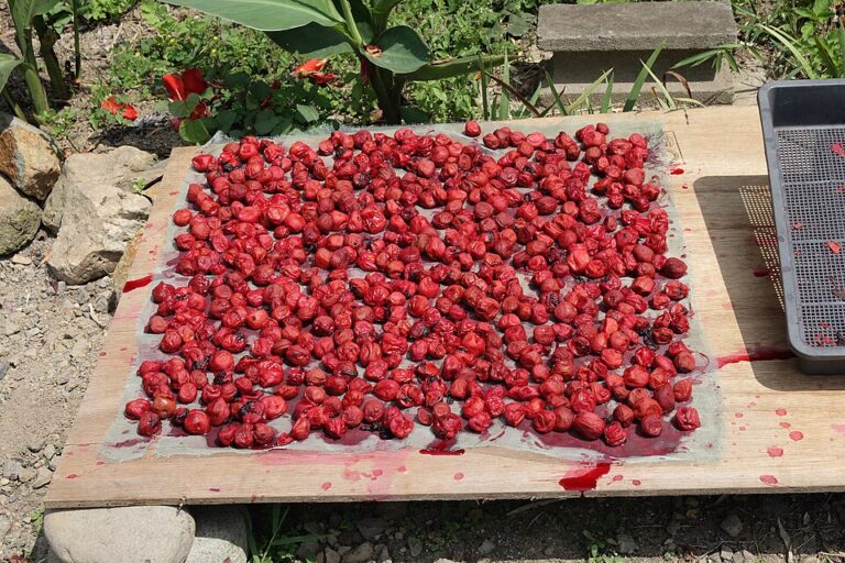 Umeboshi_01