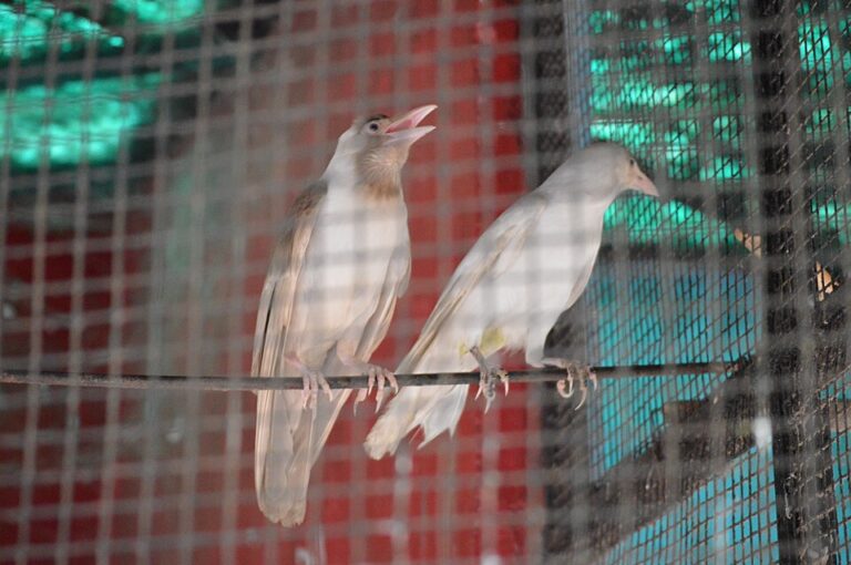White_Crows