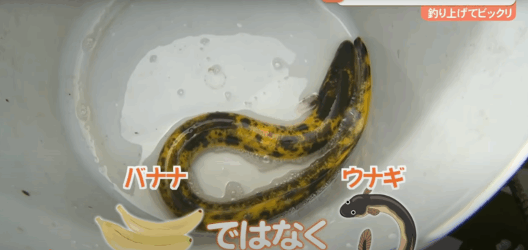 banana unagi - enguia
