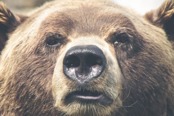 Urso colide com carro em rodovia de Hokkaido e foge após o impacto