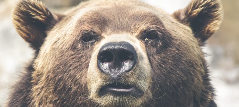 bear_animal_wildlife_grizzly_wild-305