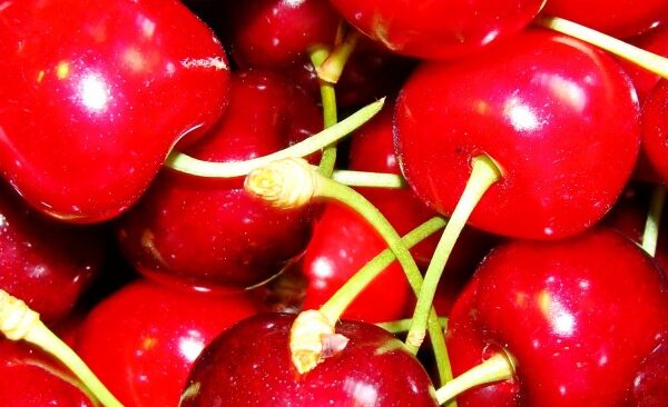 Cerejas de luxo avaliadas em ¥1 milhão são furtadas de pomar no nordeste do Japão