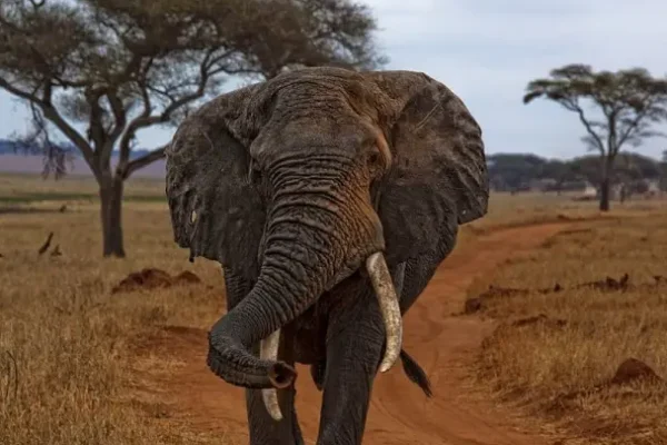 Executivos são presos no Japão por vender presas de elefante como se fossem de mamute
