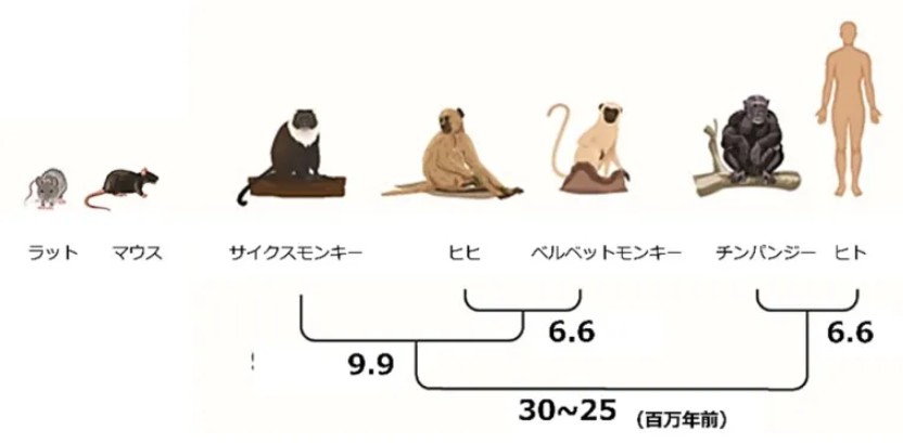 humanos cicatrizam mais devagar