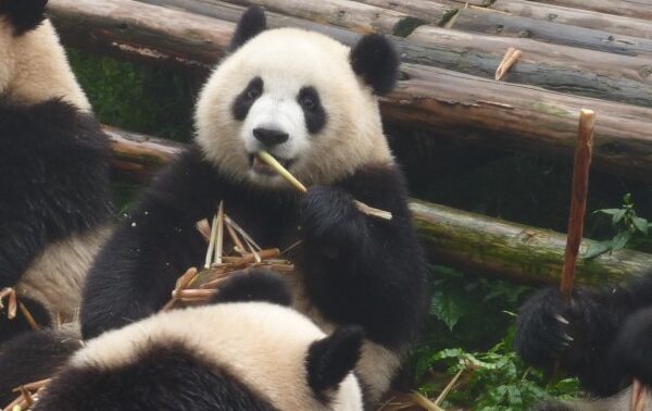 Público se despede de quatro pandas gigantes que deixarão o Japão rumo à China