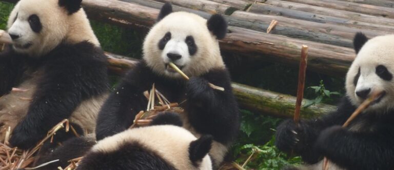 panda_giant_panda_bear_red_panda_zoo_nature-976815