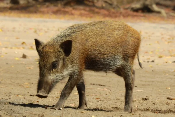 Javali invade área comercial em Takasaki e morre após colisão com carro