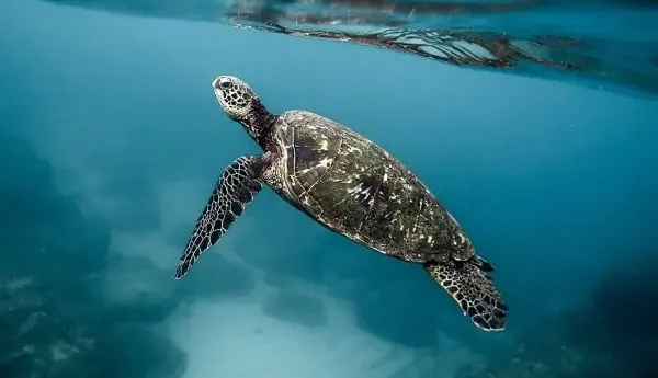 Cientistas japoneses criam plástico que se dissolve na água do mar em poucas horas