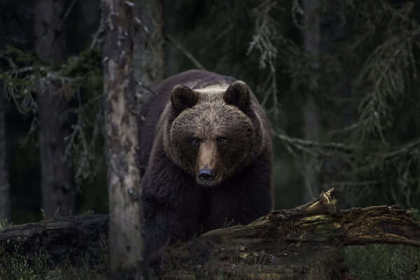 Aeroporto no Japão fecha pista e cancela voos após urso ser avistado