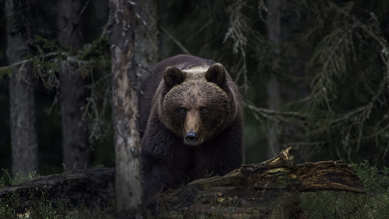 urso pardo
