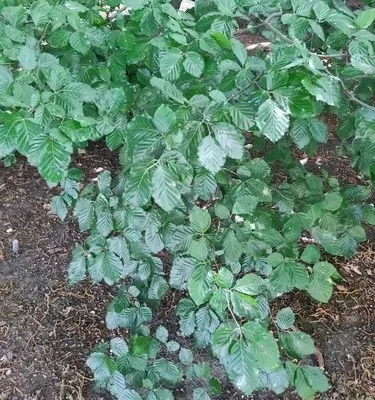 Colheita fraca de noz-de-fagus no Japão pode aumentar aparições de ursos-negros