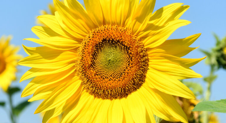 Beautiful_Sunflower