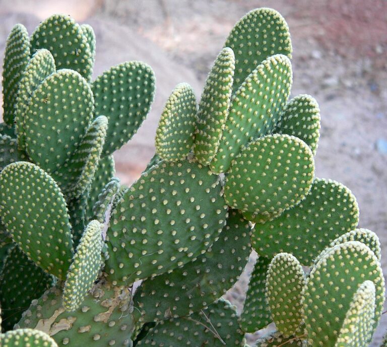 Opuntia_microdasys_3