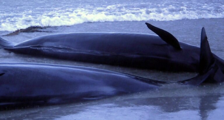 1986_beached_whales_in_Flinders_Bay_(4)