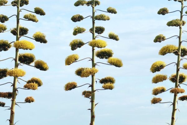 Planta rara floresce após décadas e chama atenção em estação de trem no Japão