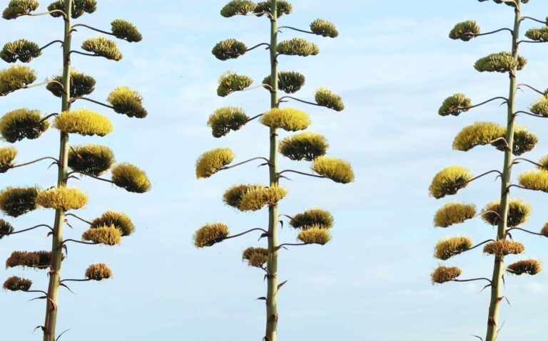 Agave_July_2011-1