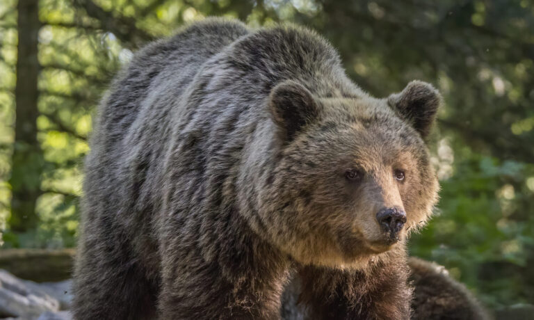 Eurasian_brown_bear_(Ursus_arctos_arctos)_female_1