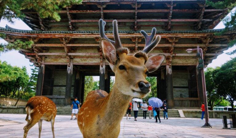 Nara - cervo