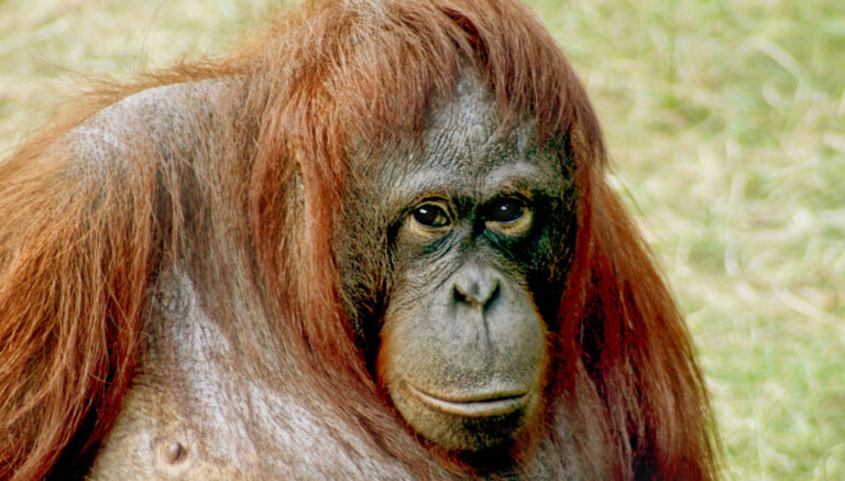 Orangutan-bornean