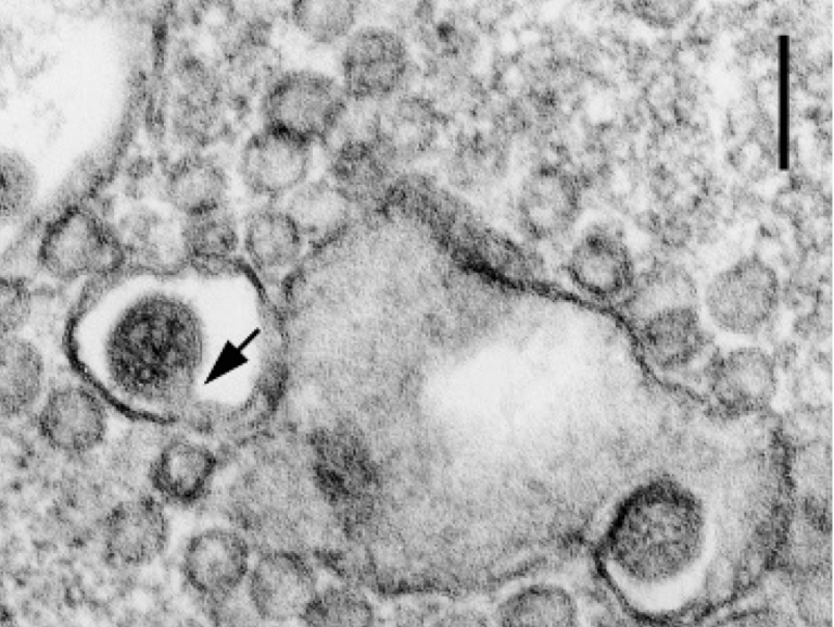 Viruses-11-00477-g004-C