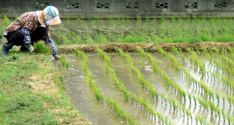 Working_in_the_Rice_Paddies_in_May
