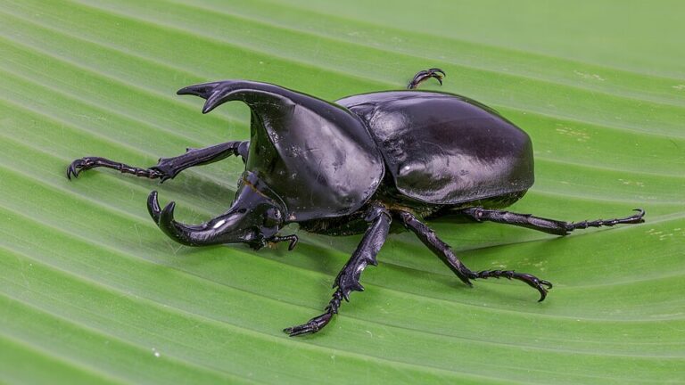 Xylotrupes_socrates_(Siamese_rhinoceros_beetle)