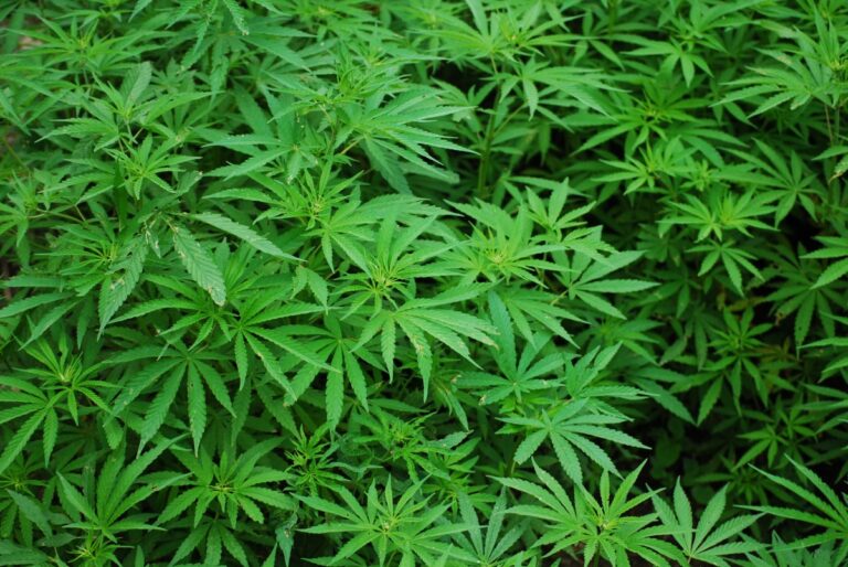 foliage_cannabis_marijuana_lush_plants_nature_medicine_color-659402