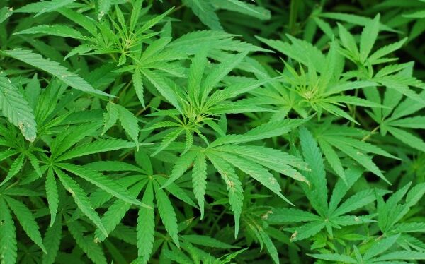 Japão faz maior apreensão de maconha da história: mais de 1 tonelada