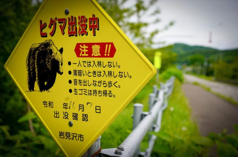 ursos pardos em hokkaido - japan - alert