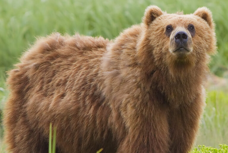 2010-kodiak-bear-1