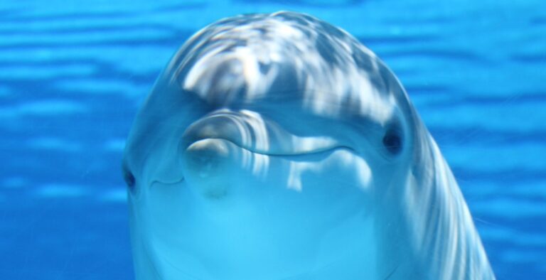 Dark_Dolphin
