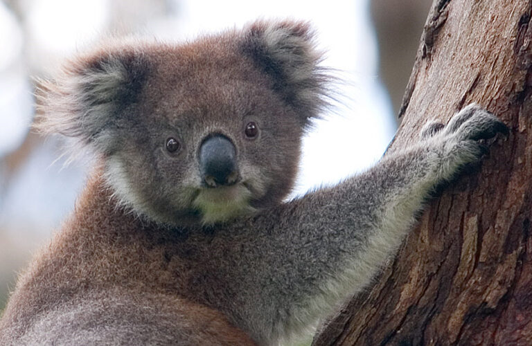 Koala_climbing_tree