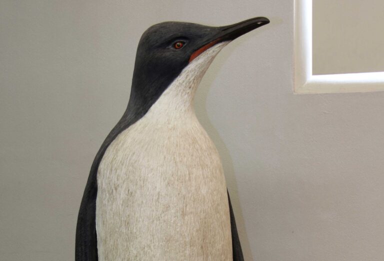 Pachydyptes_ponderosus_(AM_LB6382)