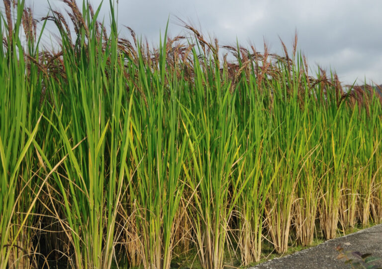 Red_Rice_Paddy_field_in_Japan_005