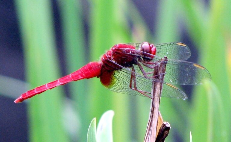 Red_dragonfly_in_Tokyo,_Japan