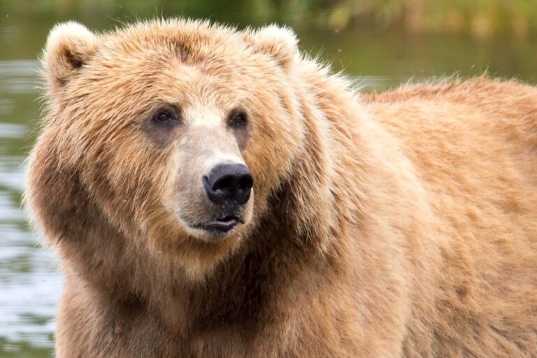 brown-bear-close-head-animal-mammal-960x640