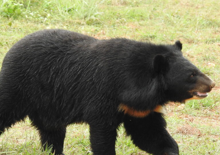Asian_Black_Bear_Ursus_thibetanus_by_Dr._Raju_Kasambe_01