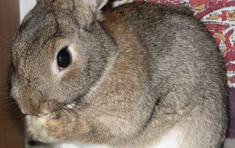 Domestic-rabbit-Lilly-washing-0a