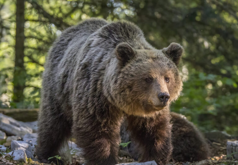 Eurasian_brown_bear_(Ursus_arctos_arctos)_female_1