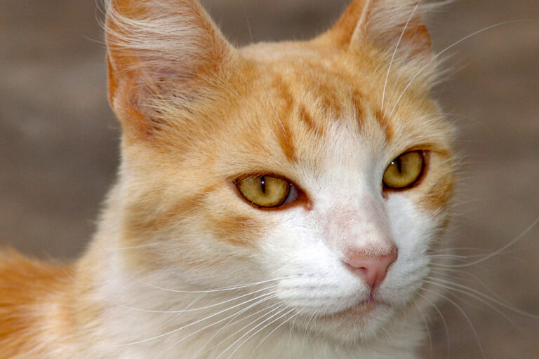 Gato_(2)_REFON