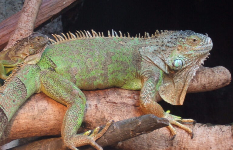 Iguana_iguana_-Ueno_Zoo_-Tokyo_-Japan-8a