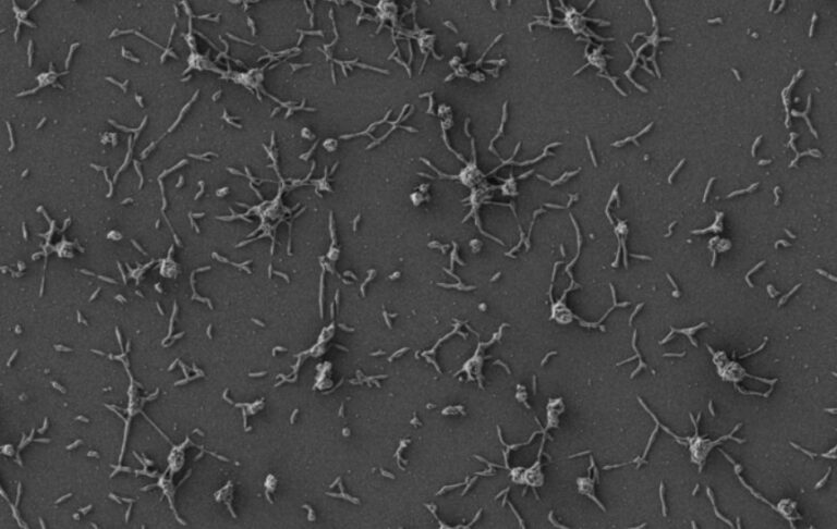 Micoplasma