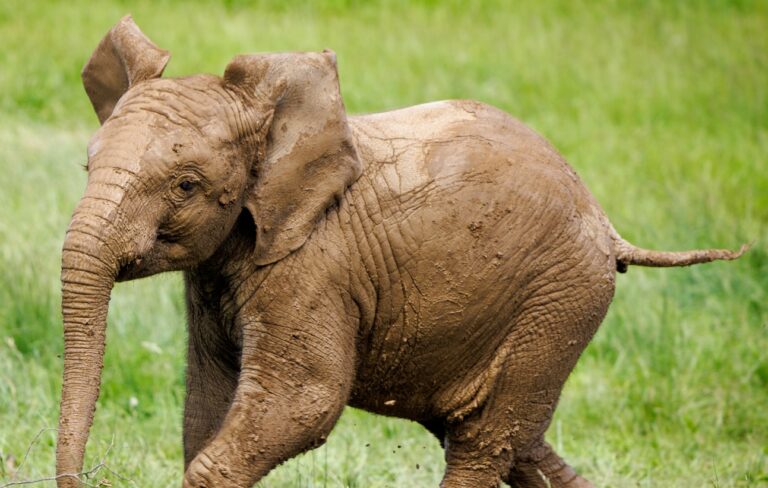baby-elephant-1685715623Edl